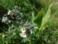 Alkanna corcyrensis