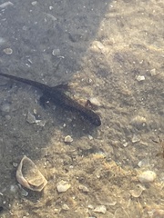 Lissotriton vulgaris