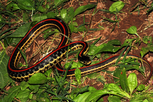 Eastern Garter Snake photographed in Missouri