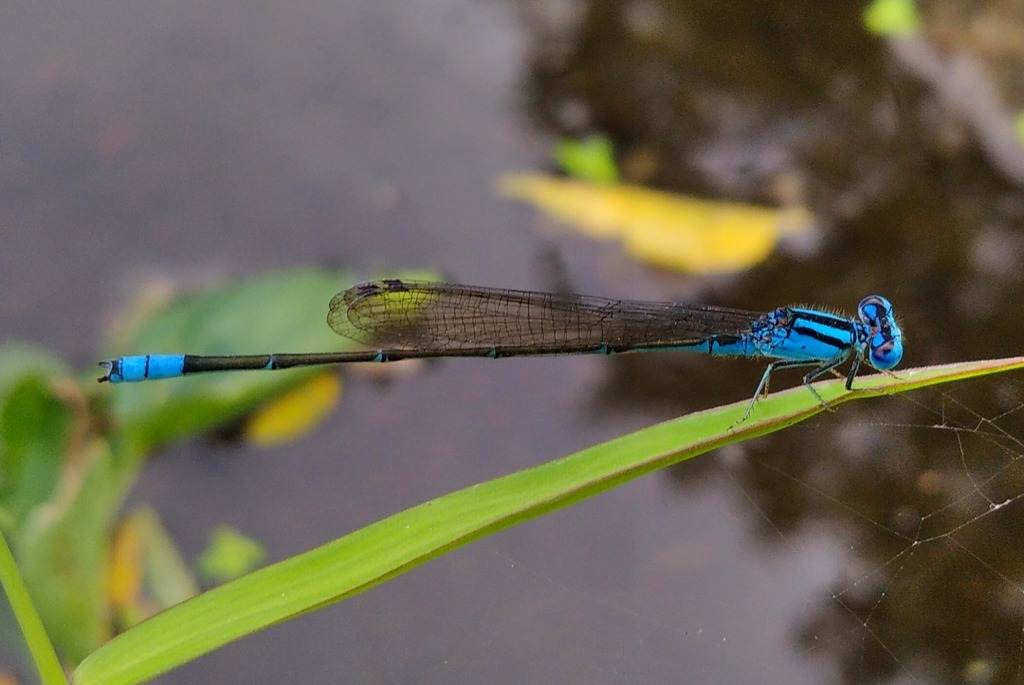 Javan Blue-Sprite