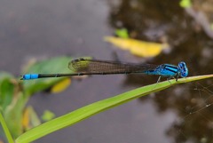 Pseudagrion nigrofasciatum