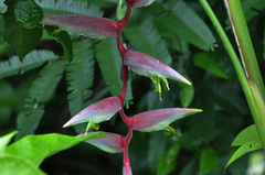 Heliconia chartacea