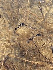 Bufo bufo