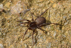 Apostenus fuscus