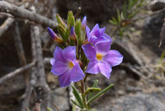 Campylanthus glaber image