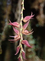 Draconanthes