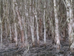 Melaleuca rhaphiophylla