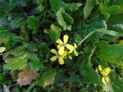 Enarthrocarpus arcuatus