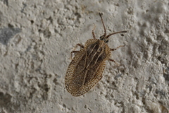 Tingis reticulata