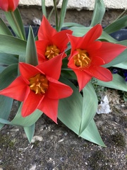 Tulipa