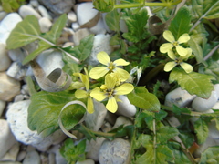 Enarthrocarpus arcuatus