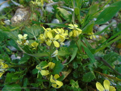 Enarthrocarpus arcuatus
