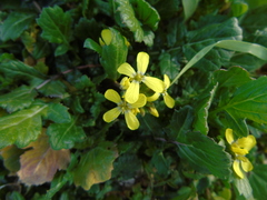 Enarthrocarpus arcuatus