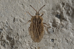 Tingis reticulata
