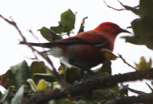 Himatione sanguinea