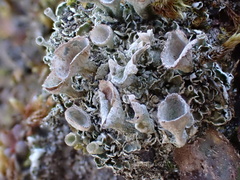 Cladonia humilis