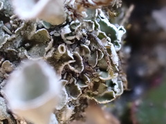 Cladonia humilis