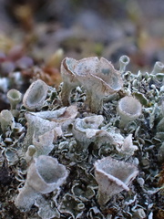 Cladonia humilis