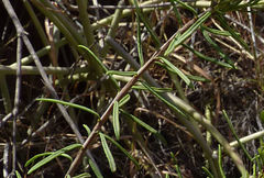 Campylanthus glaber image