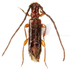 Nathriobrium methioides