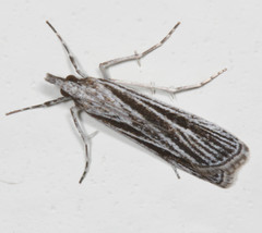 Eudonia venosa