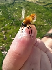 Criorhina floccosa