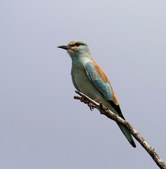 Coracias garrulus garrulus