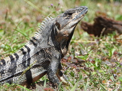 Ctenosaura similis