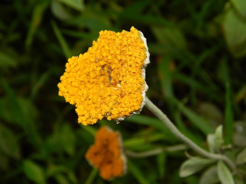 Helichrysum umbraculigerum image