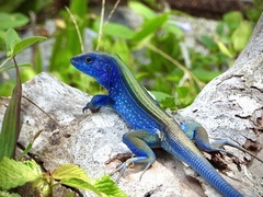 Cnemidophorus espeuti