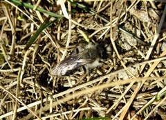 Andrena nycthemera