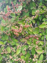 Cotoneaster