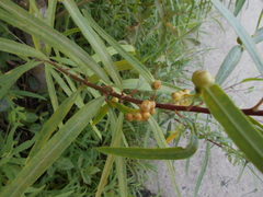 Sapium haematospermum