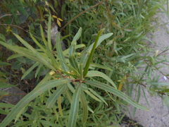 Sapium haematospermum