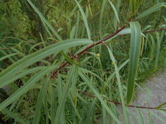 Sapium haematospermum
