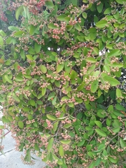 Cotoneaster