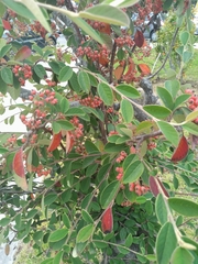 Cotoneaster