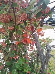Cotoneaster