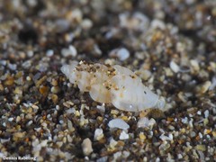 Mangelia costulata