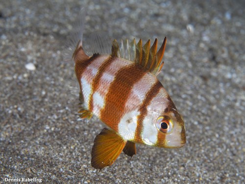 Red-banded Seabream