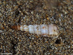 Turritella turbona