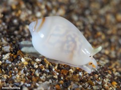 Gibberula secreta
