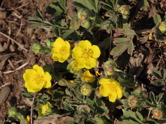 Potentilla incana