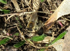 Andrena nycthemera