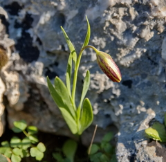 Fritillaria graeca