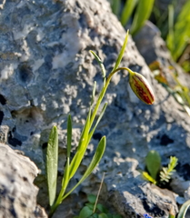 Fritillaria graeca