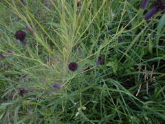 Porophyllum lanceolatum