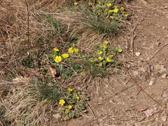 Potentilla incana