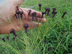 Porophyllum lanceolatum