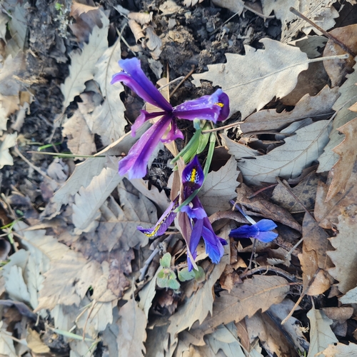 Image of Iris reticulata by (c) Mohammad Sohrabi, some rights reserved (CC BY)